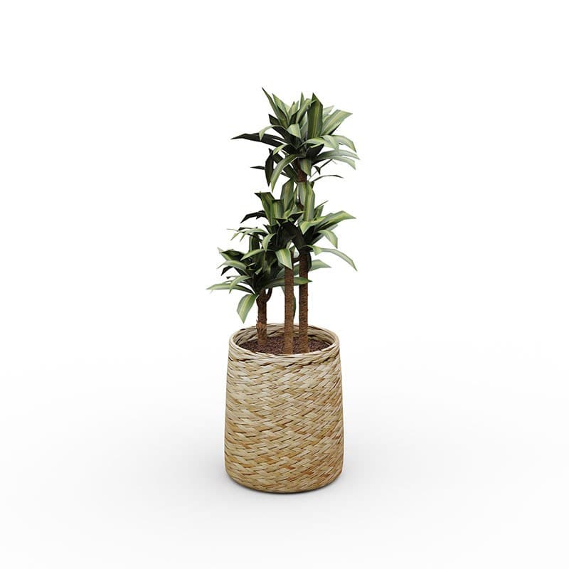 Dracaena fragrans artificiel en pot EOL