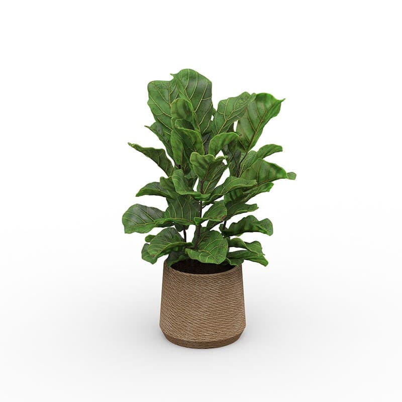 Ficus lyrata artificiel en pot EOL
