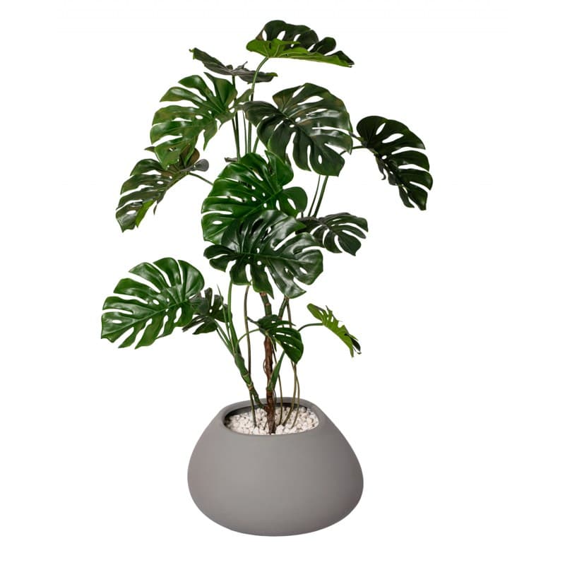 Bac BULLE PHILODENDRON - GENEXCO