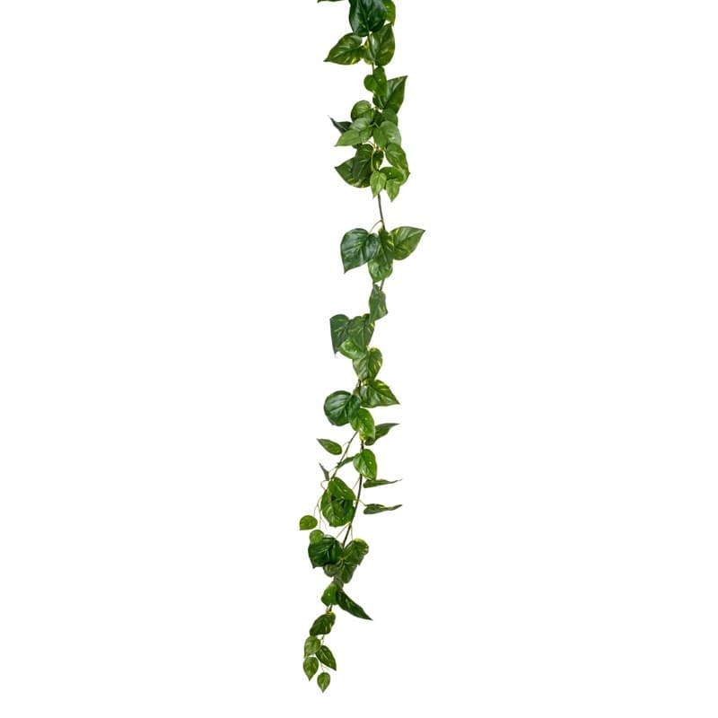 Guirlande POTHOS - GENEXCO