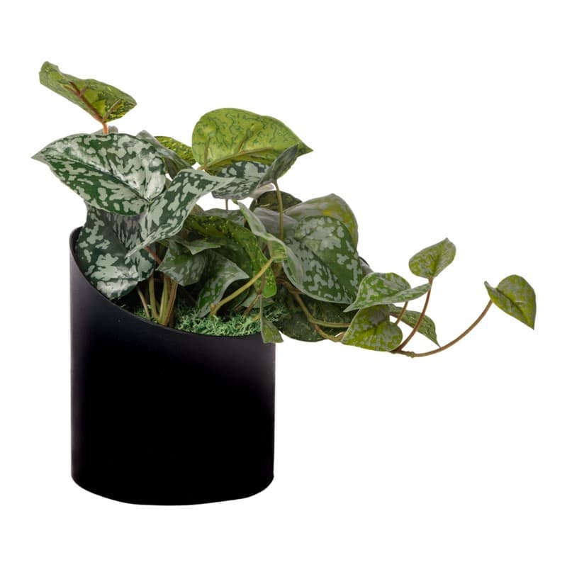 Pot métal VAGUE SCINDAPSUS - GENEXCO