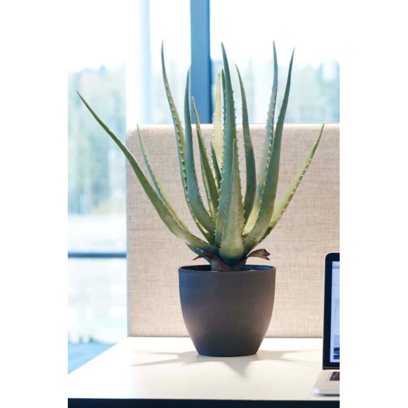 Aloe vera artificiel