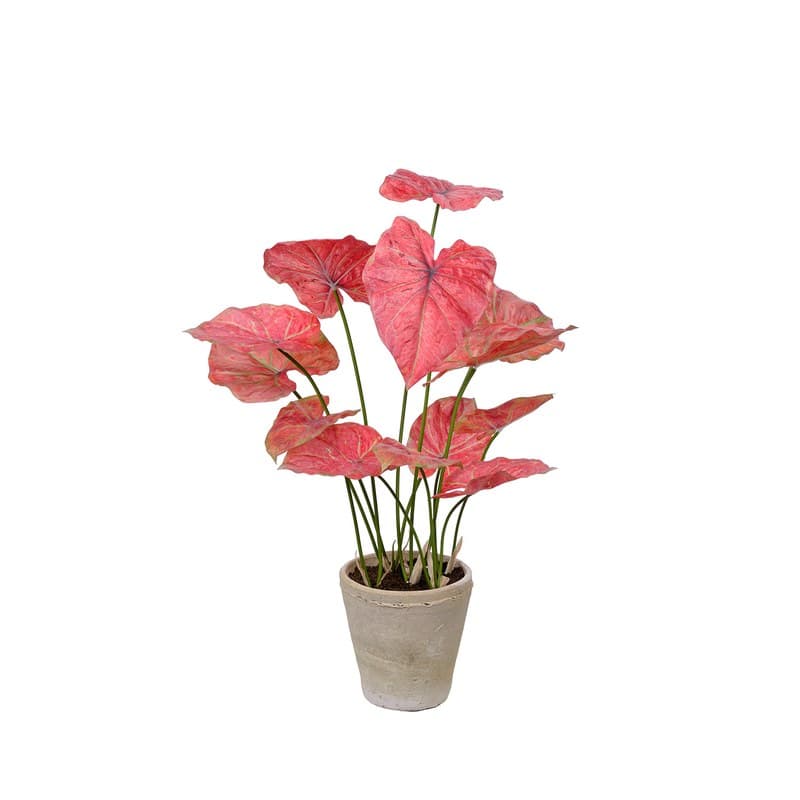 Caladium artificiel