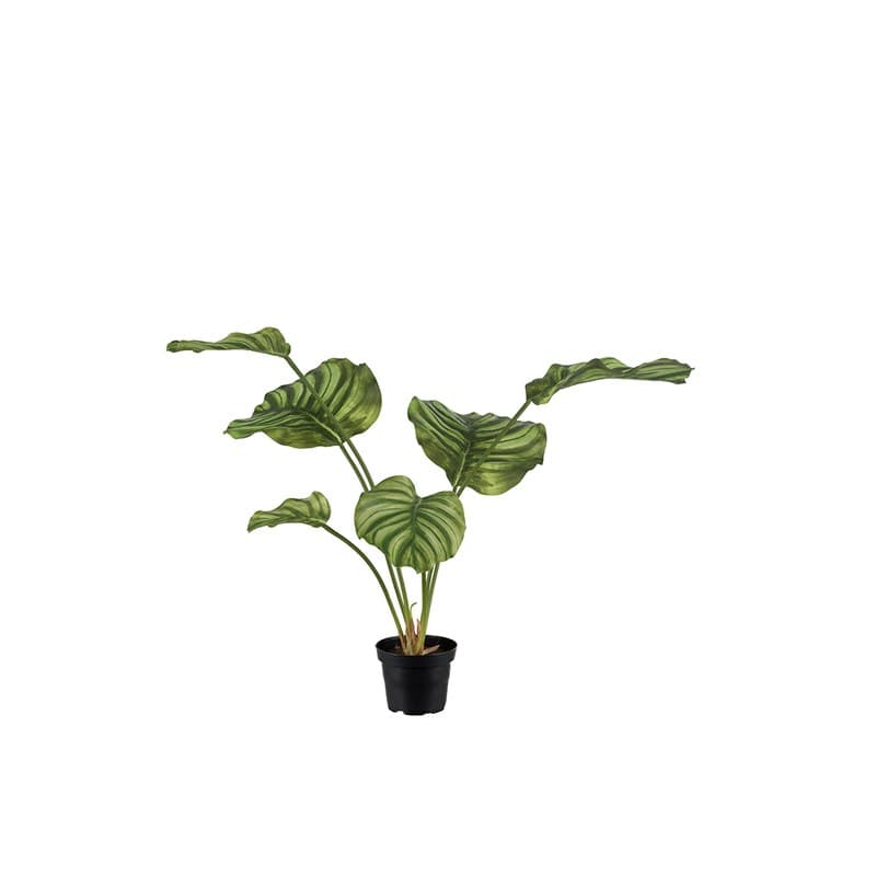Calathea artificiel