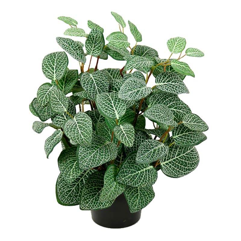 Fittonia artificiel