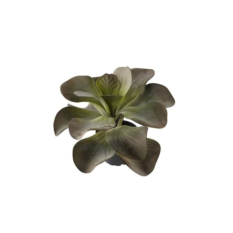 Kalanchoe artificiel