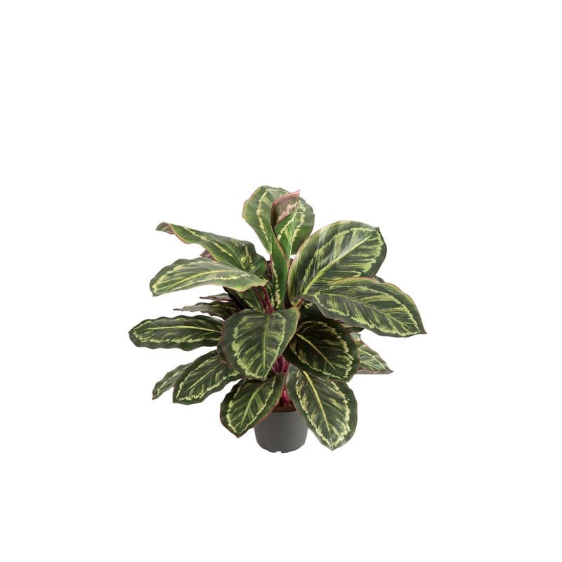Maranta artificiel