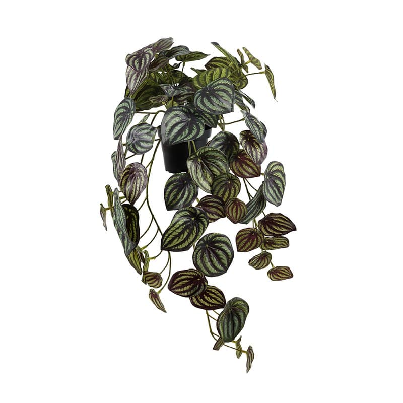 Peperomia artificiel